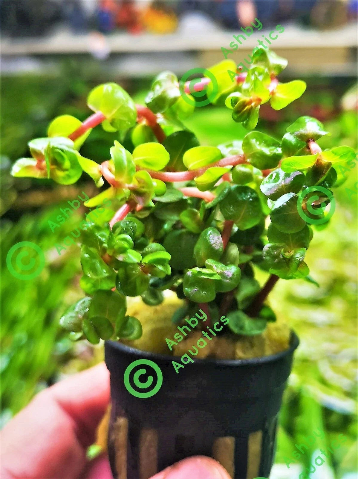 10 stems Rotala Blood Red Live Aquarium Plants Tropical Aquascaping Tank
