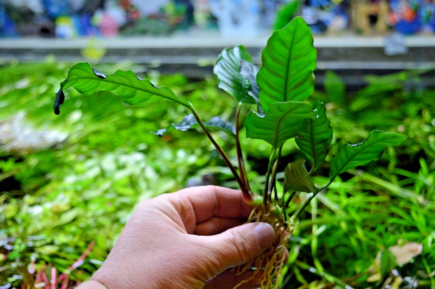 1 x Anubias "Coffefolia" Live Aquarium Aquatic Tropical Plant Fish Tank