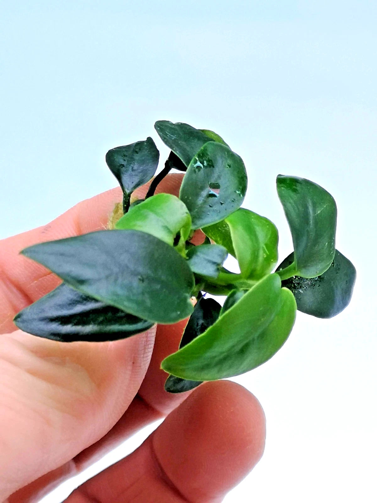 1 x Anubias Nana Bonsai Live Aquarium Aquatic Tropical Nano Aquascape Plant