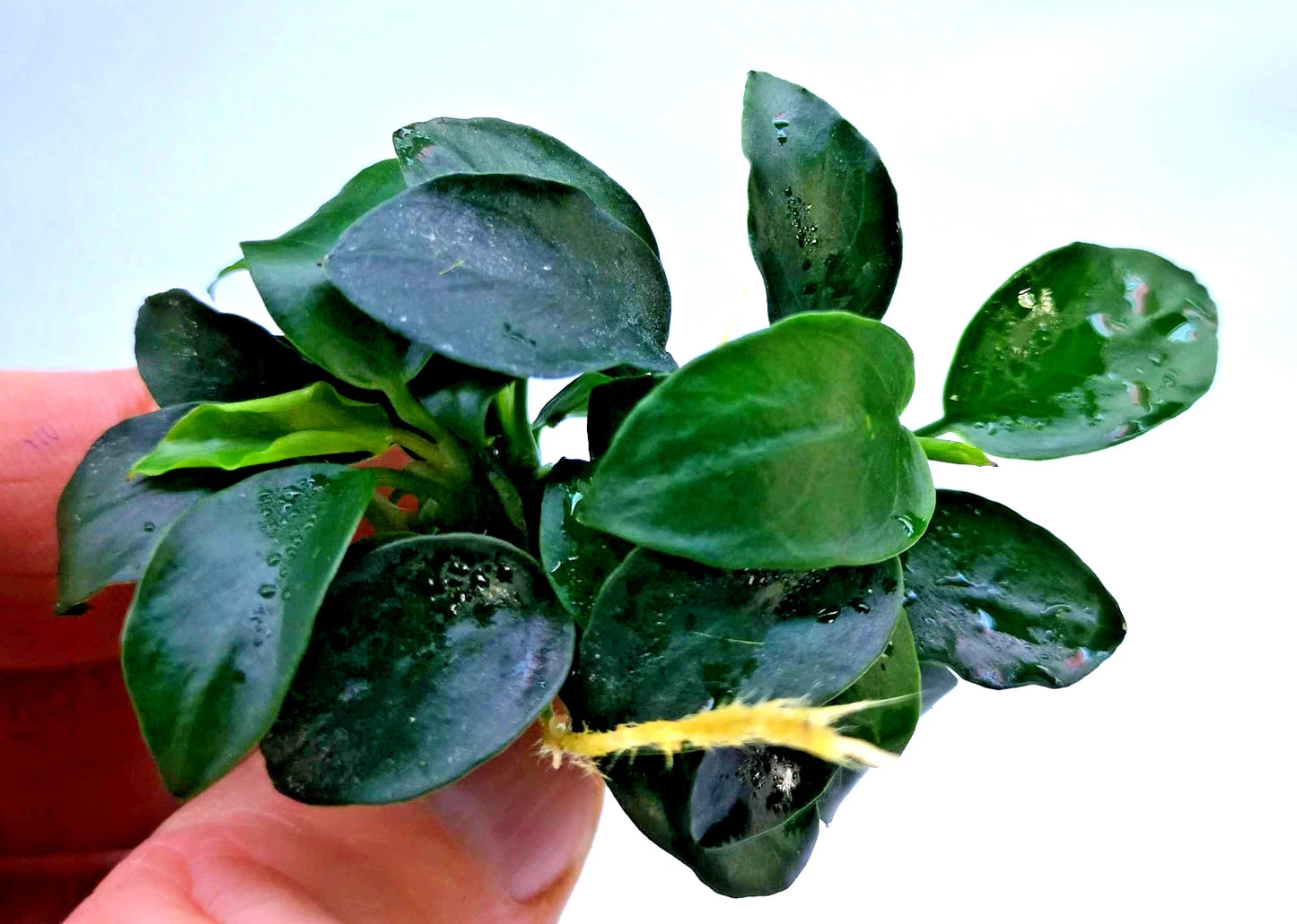 1 x Anubias Nana Petite Live Aquarium Aquatic Tropical Nano Aquascape Plant
