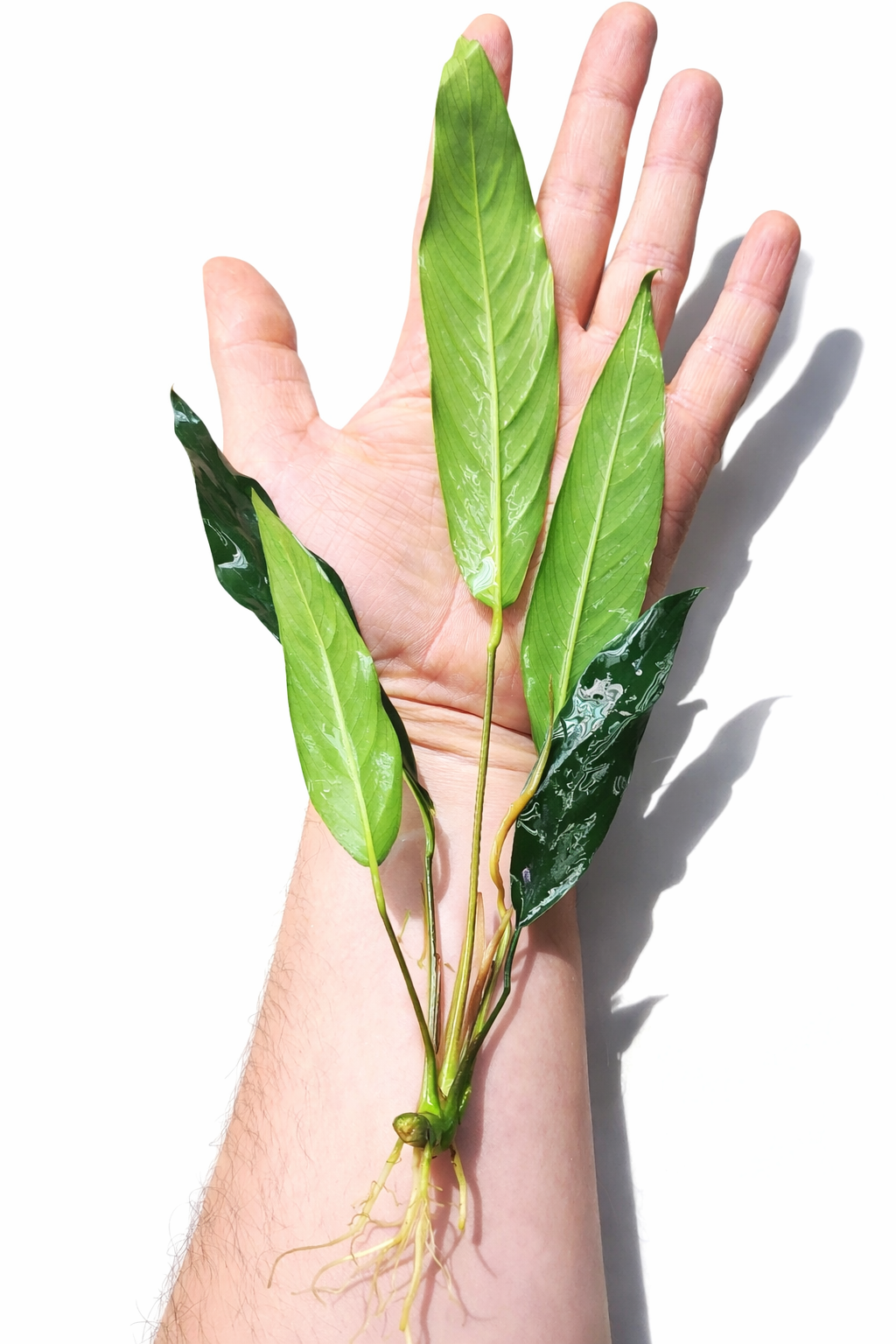 1 x XL Anubias "Glabra Minima" Live Aquarium Aquatic Tropical Plant Fish Tank
