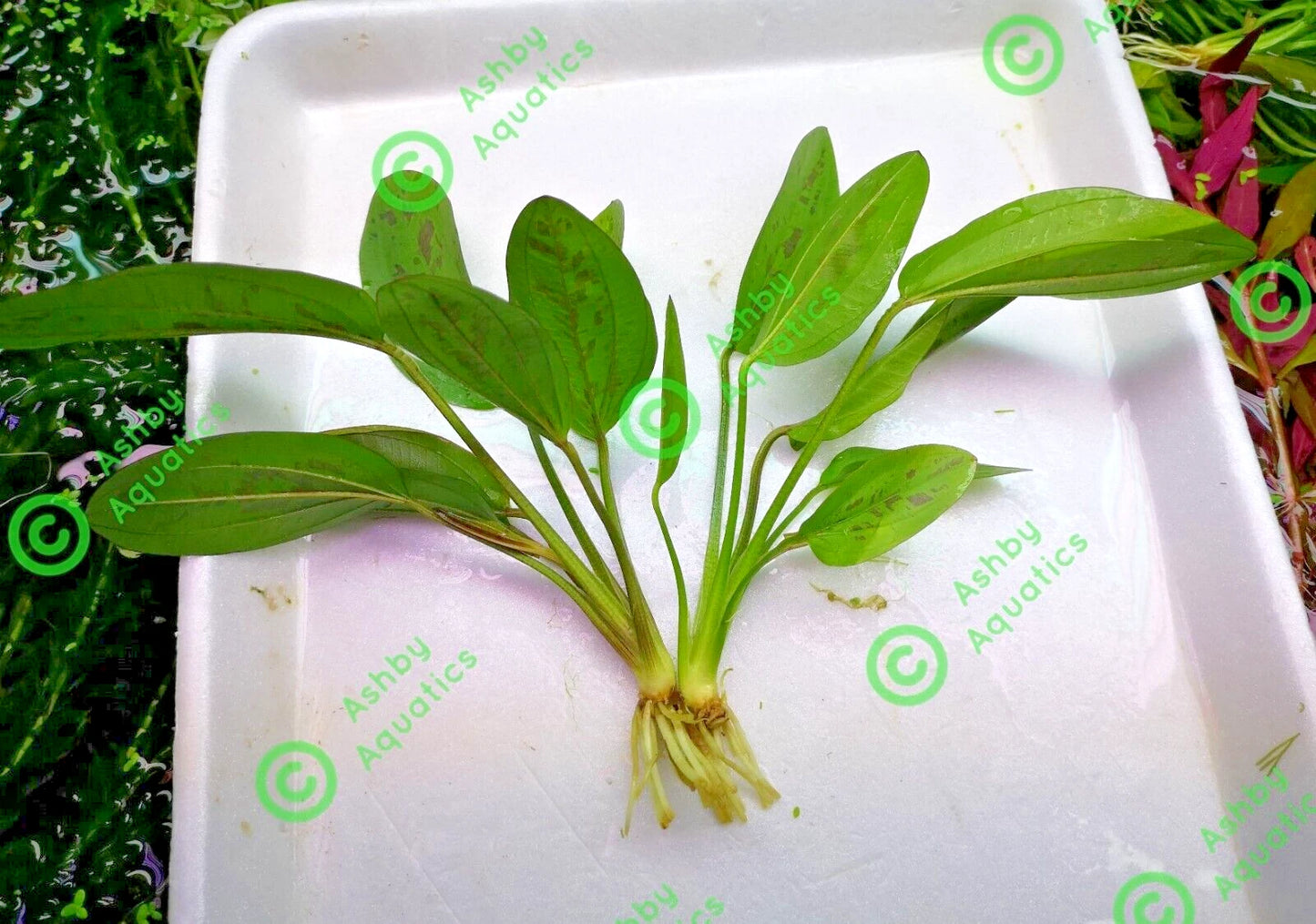 Amazon Sword Echinodorus Cordifolius Hybrid Live Aquarium Plants