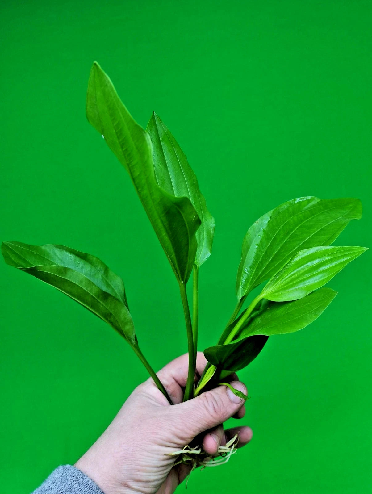2 x Large Amazon Sword Echinodorus Argentinensis Live Aquarium Plants Tropical