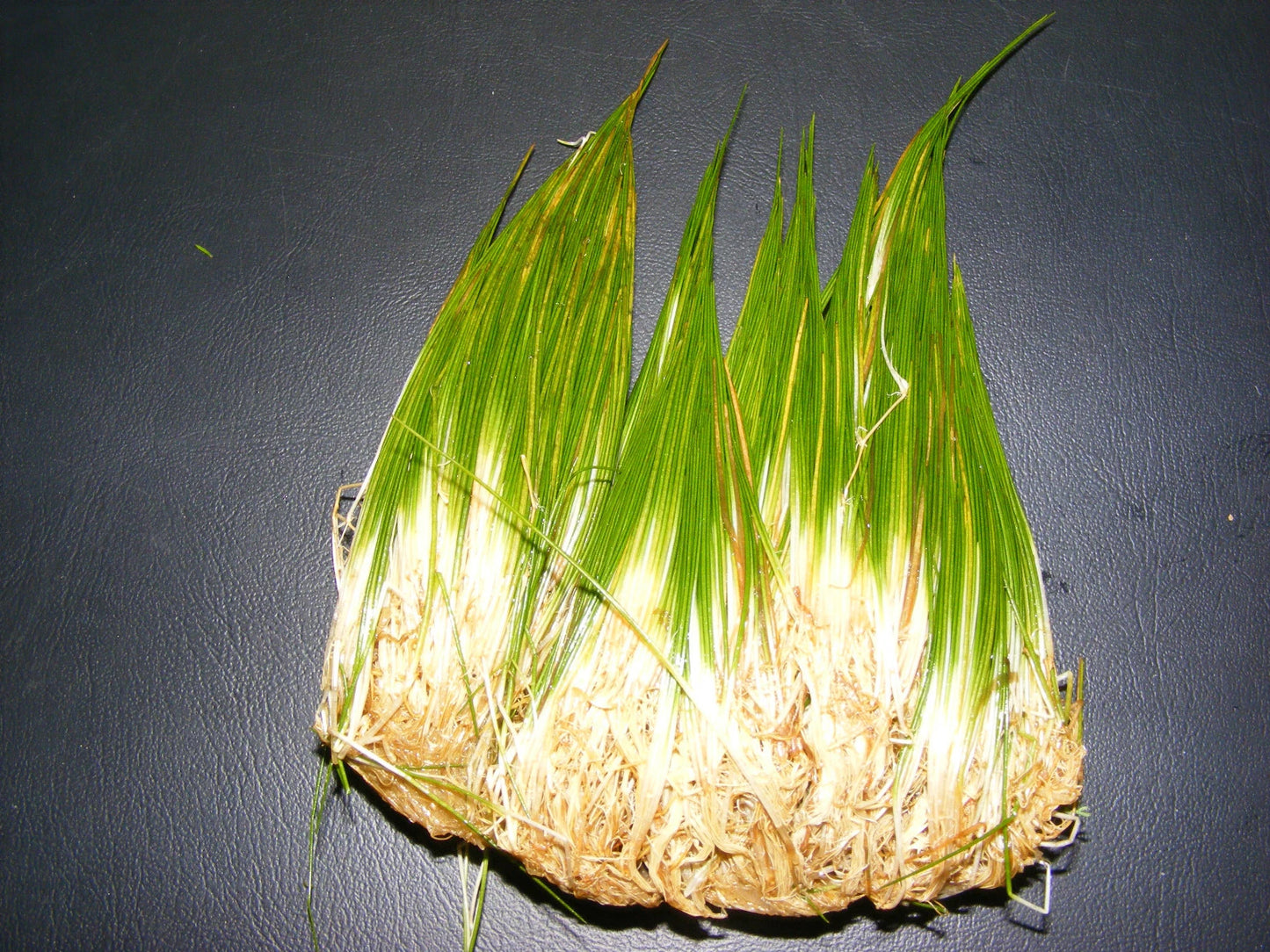 50 + eleocharis parvula, dwarf hairgrass, live aquarium aquatic plant