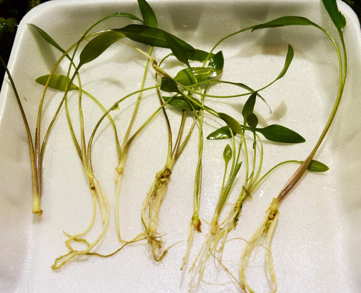 5 plants Cryptocoryne Lutea tropical aquarium EU grown shrimp safe