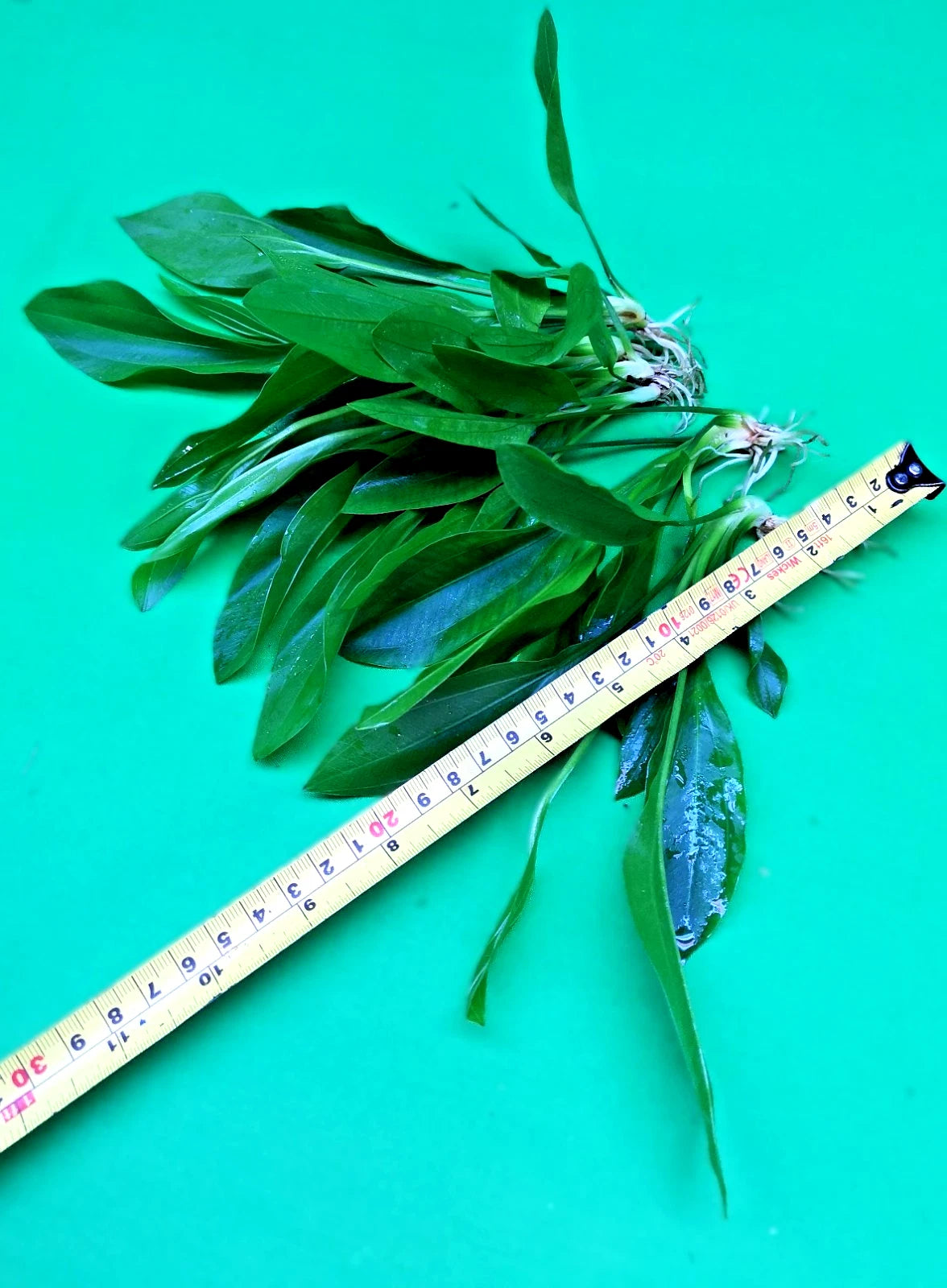5 x Amazon Sword Echinodorus Argentinensis Live Aquarium Plants Tropical Tank