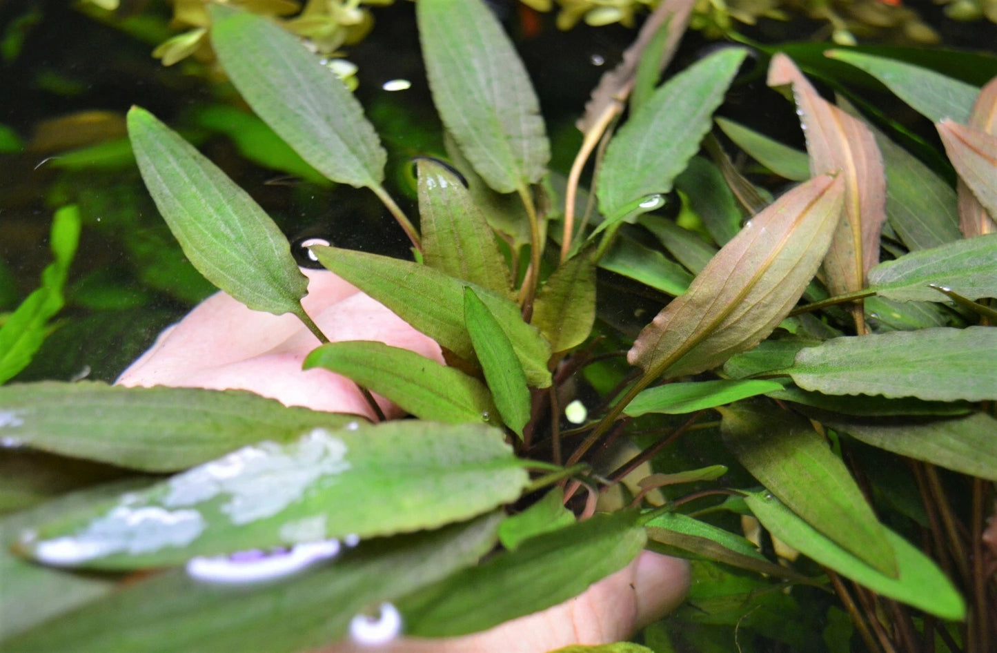 5 x Cryptocoryne Wendtii 'Mi oya' Live Aquarium Plants Tropical Tank EU mioya