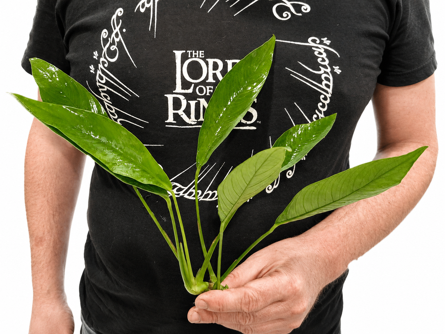 XL Anubias Congensis (22–35cm)