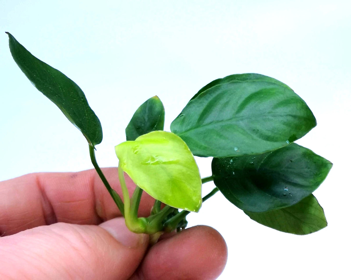Anubias Nana Live Aquarium Plant Easy Hardy Low Light Aquascape Plant