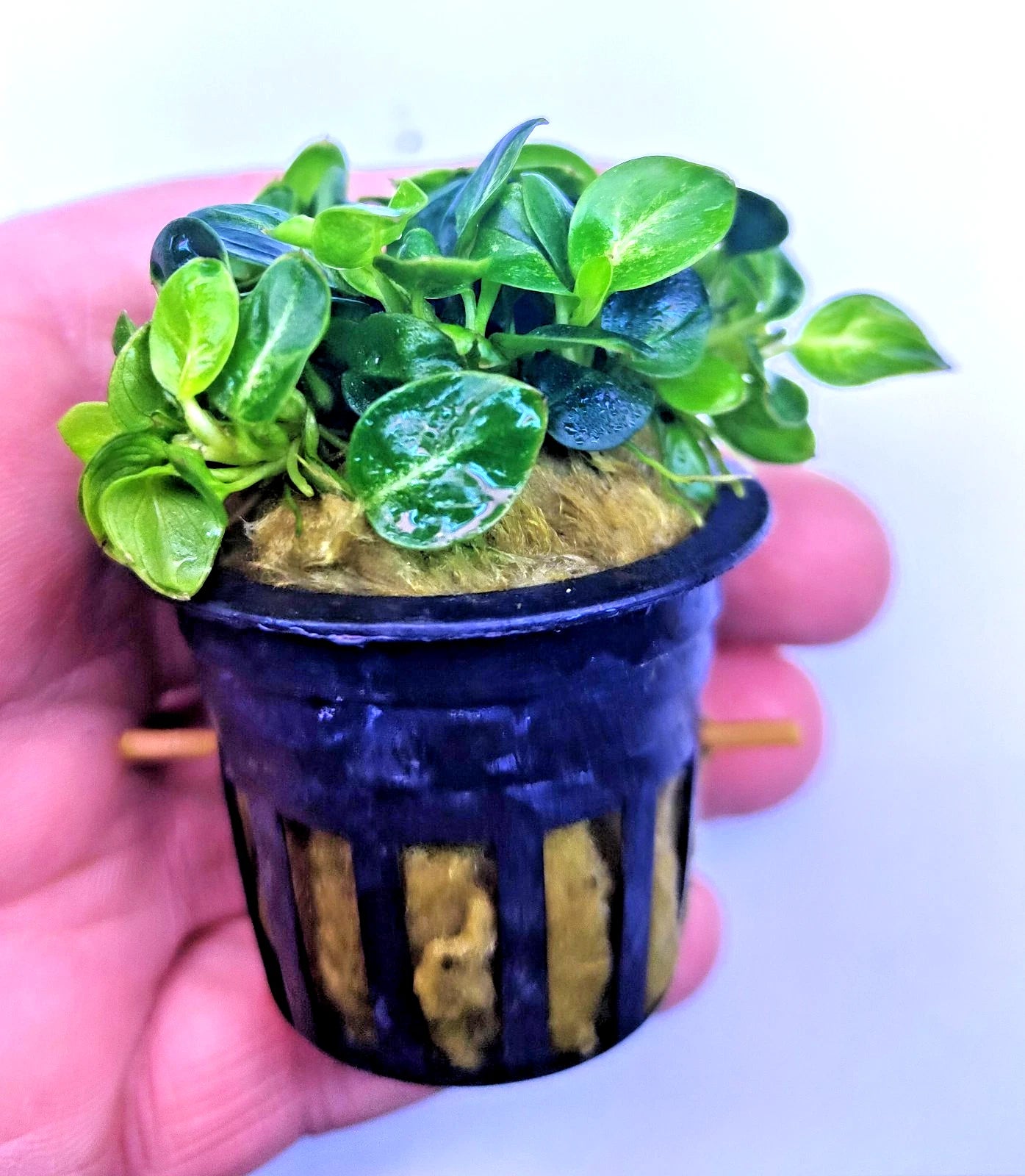 Anubias Stardust Mini Live Aquarium Plants Tropical Aquascaping FULL POT RARE