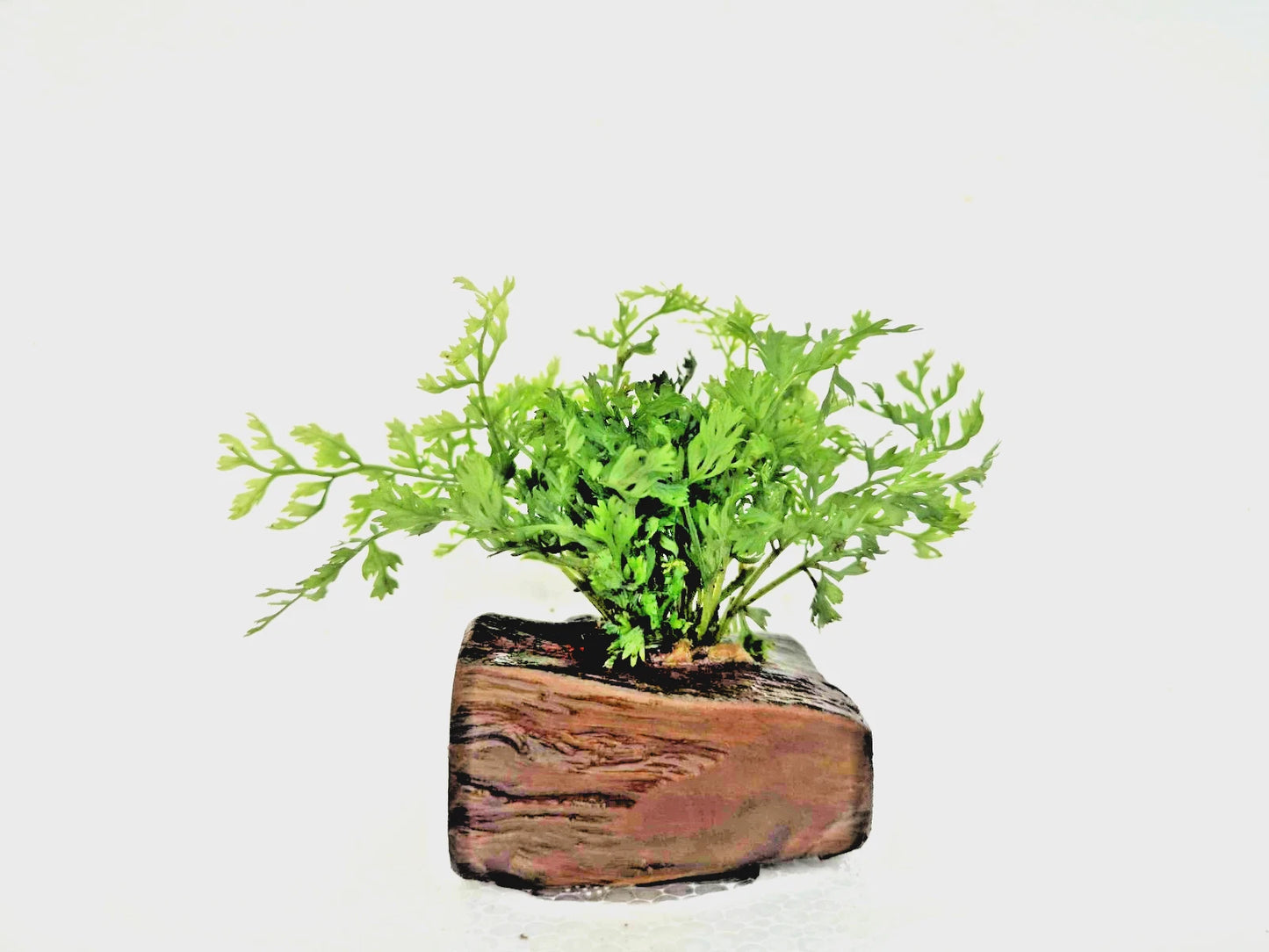 Bolbitis Difformis on Nano Pterocarpus Wood – Tropical Aquarium Plant