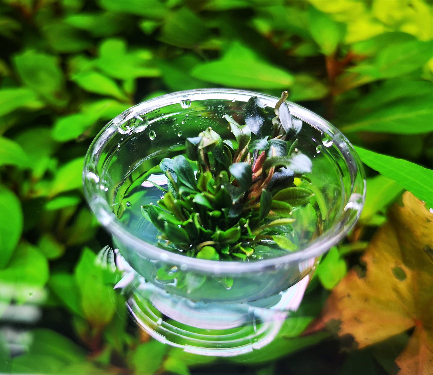 Bucephalandra Red Mini In Vitro Live Aquarium Plant Rare Freshwater Tissue Culture