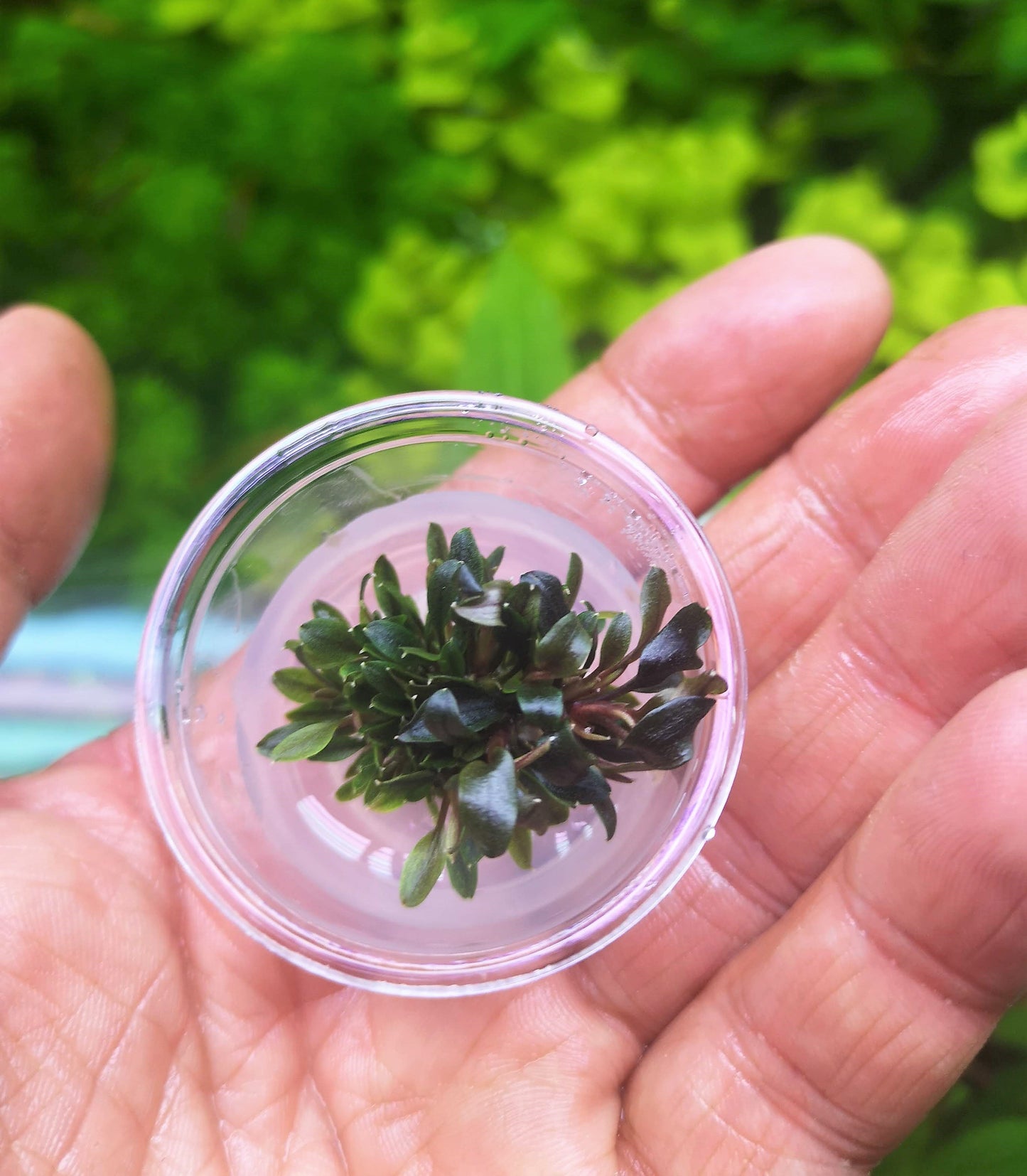 Bucephalandra species - Live Aquarium Plants Terrarium Tropical Aquascaping RARE