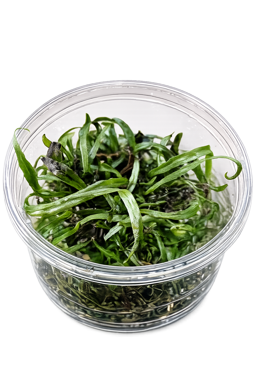 Microsorum Pteropus ‘Narrow Leaf Red’ In Vitro Aquarium Plant
