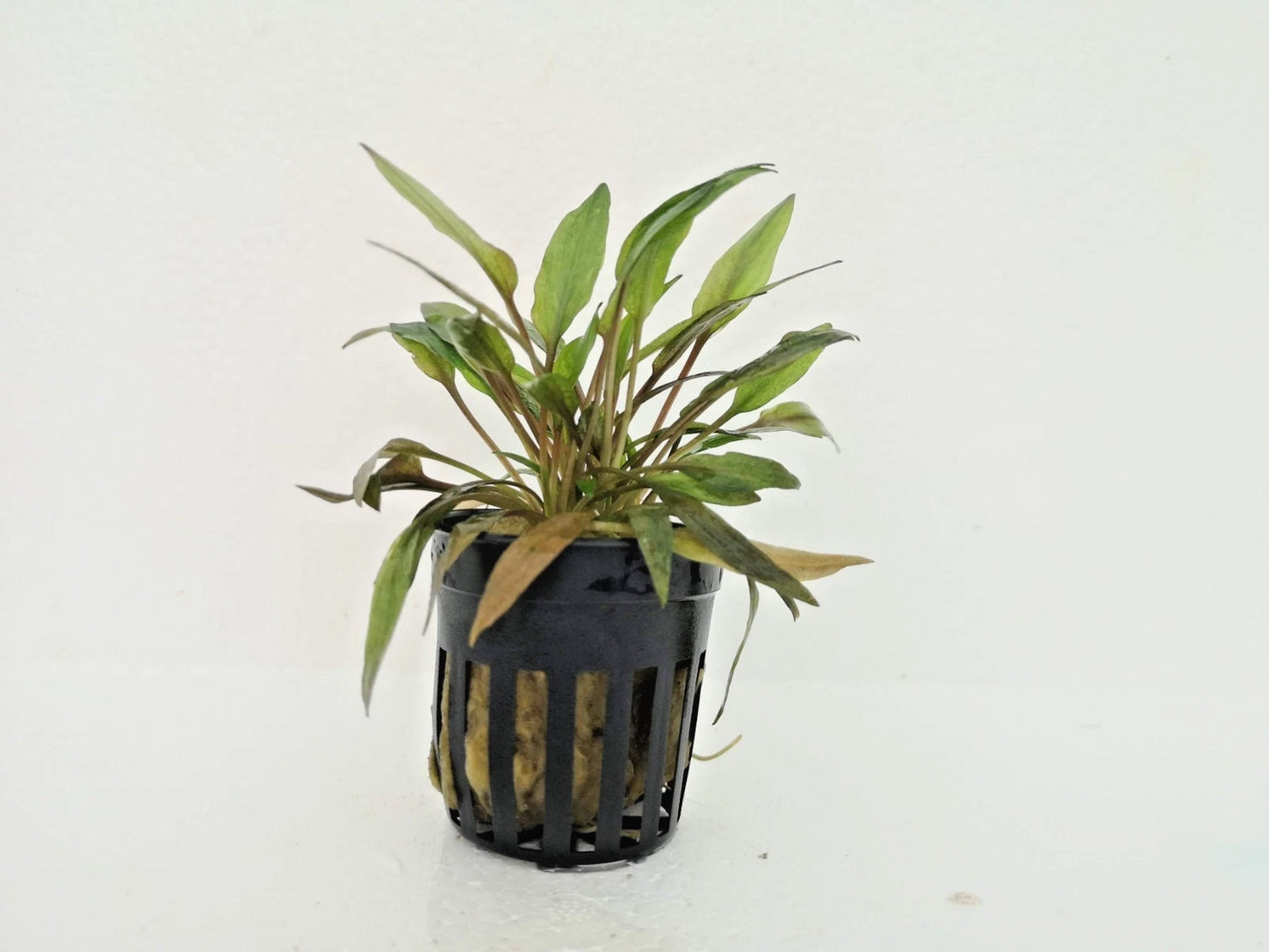 Cryptocoryne Florida Sunset Live Aquatic Plant for Tropical Tanks