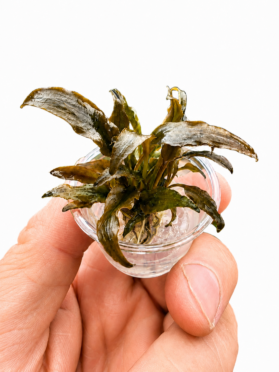 Cryptocoryne Wendtii ‘Tropica’ In Vitro Aquarium Plant – Small