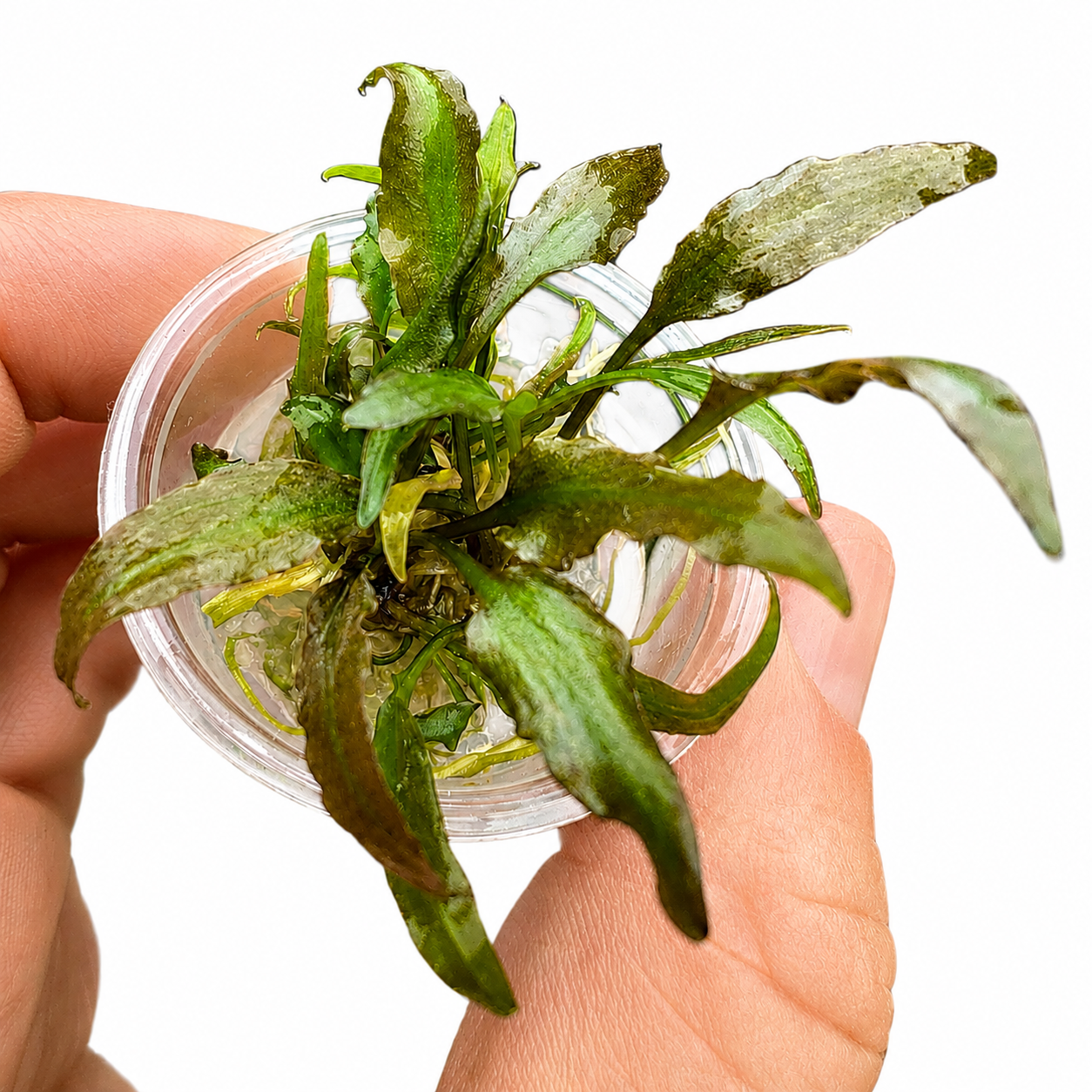 Cryptocoryne Willisii In Vitro Aquarium Plant – Small
