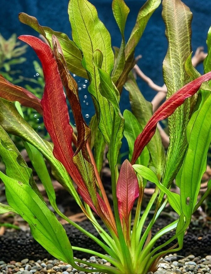 Echinodorus Red Devil Live Aquarium Plant Red Sword Easy Mid Background