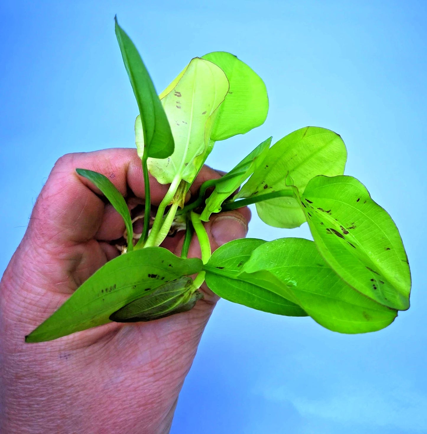 Echinodorus Yellow Sun Live Aquarium Plant Red Green Sword – Tropical Rare