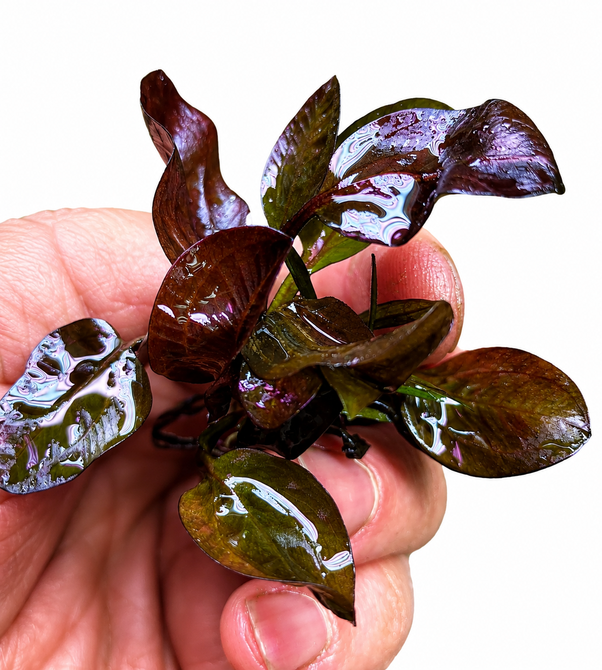 Echinodorus ‘Reni’ In Vitro Aquarium Plant – Small