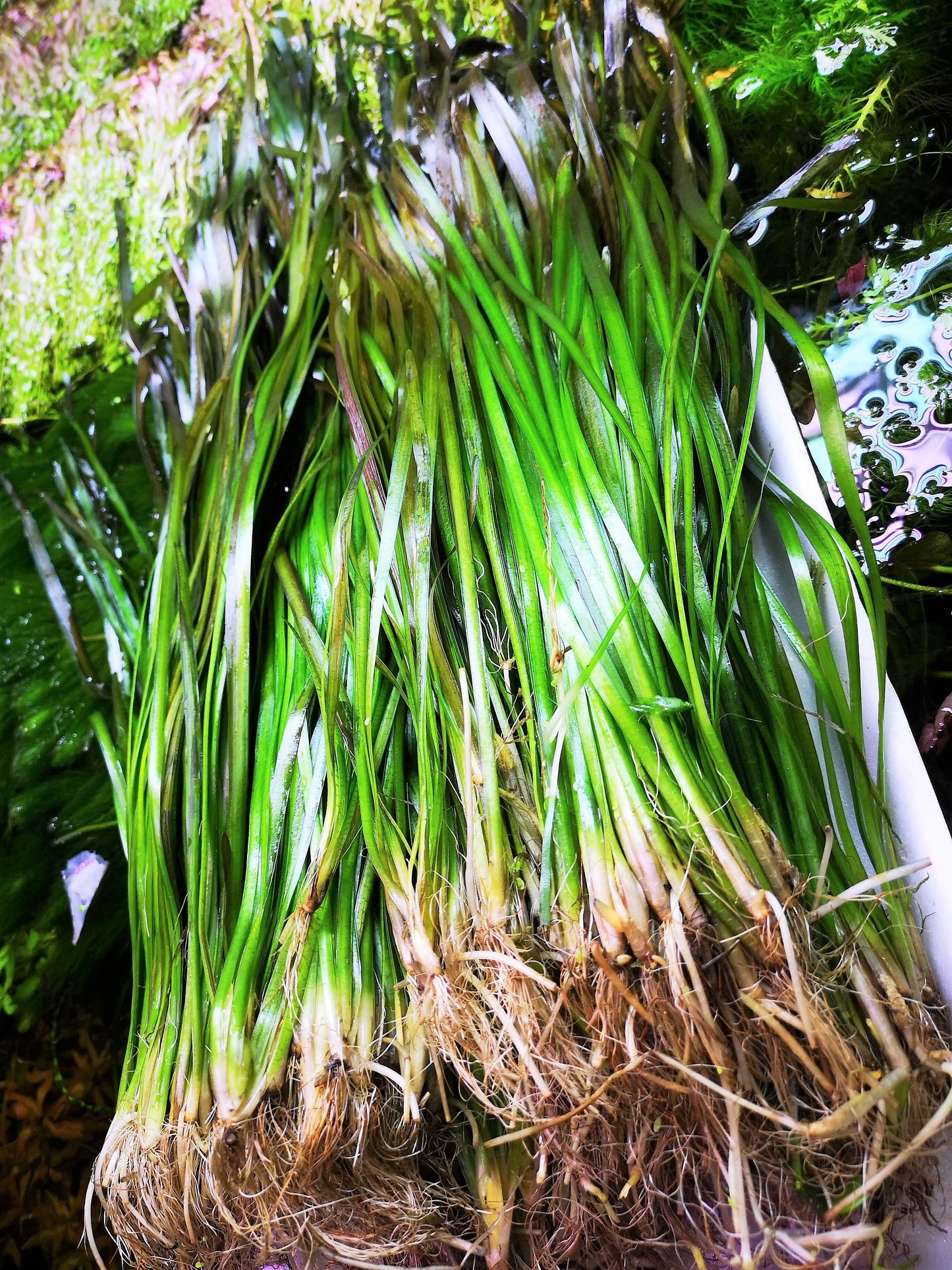 5 Straight Tiger Vallis Vallisneria Spiralis Live Aquarium Aquatic Plants