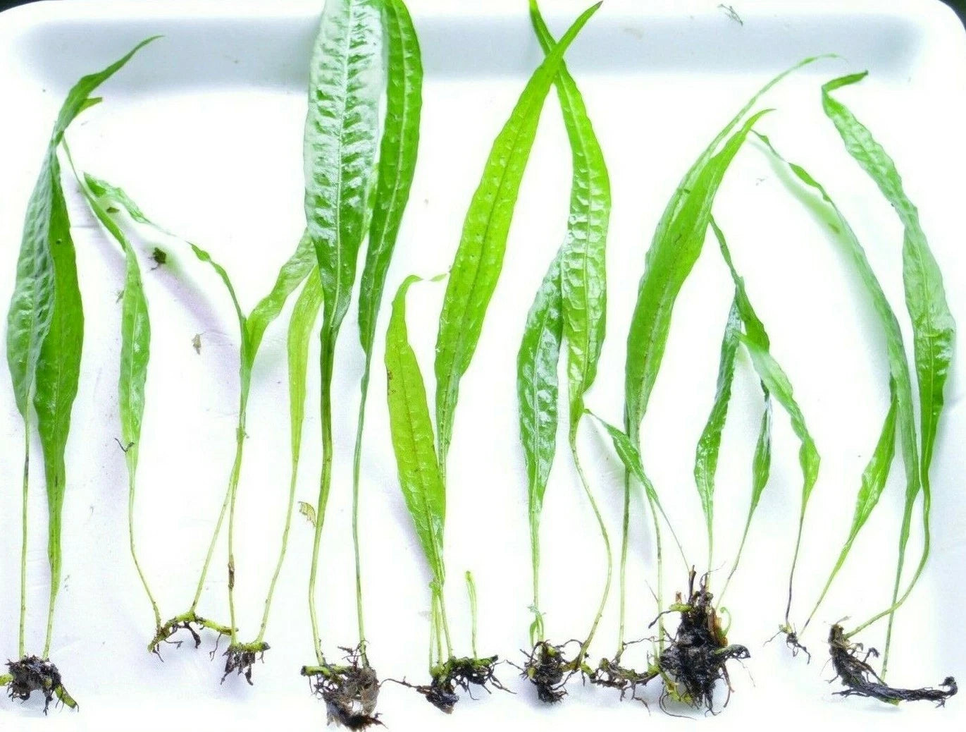 JAVA FERN Microsorum pteropus AQUARIUM PLANTS TROPICAL fish LIVE Shrimp safe
