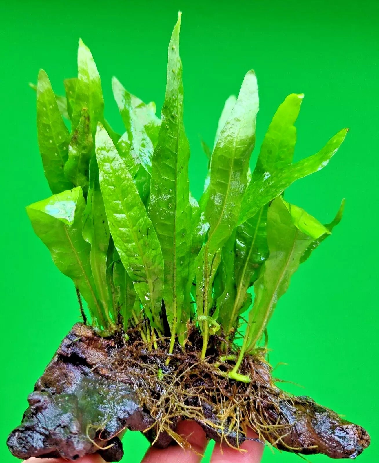 JAVA FERN ON approx 10cm WOOD bogwood, driftwood Live Aquarium Aquatic Plants