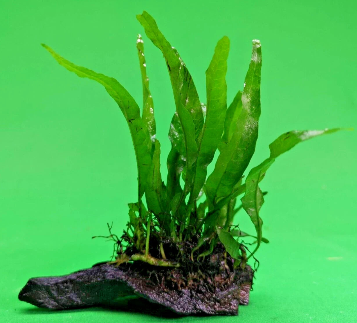 JAVA FERN on small bogwood, Indo Live Aquarium Aquatic Plants Microsorium
