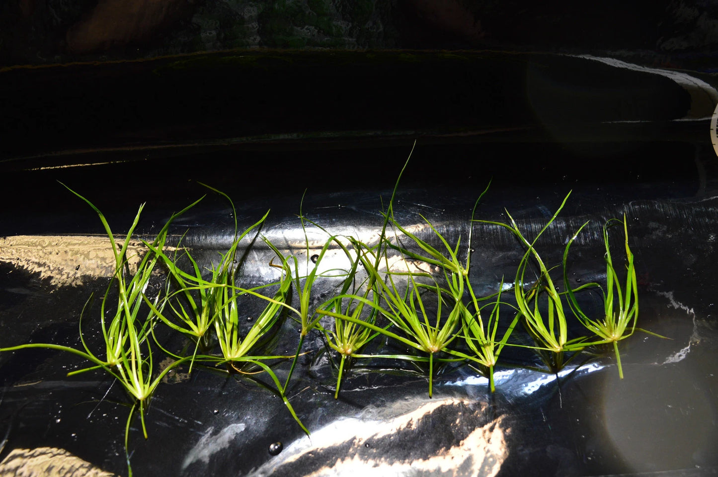 Juncus repens 10 Aquarium plants Fish Tank Live aquatic Shrimp safe