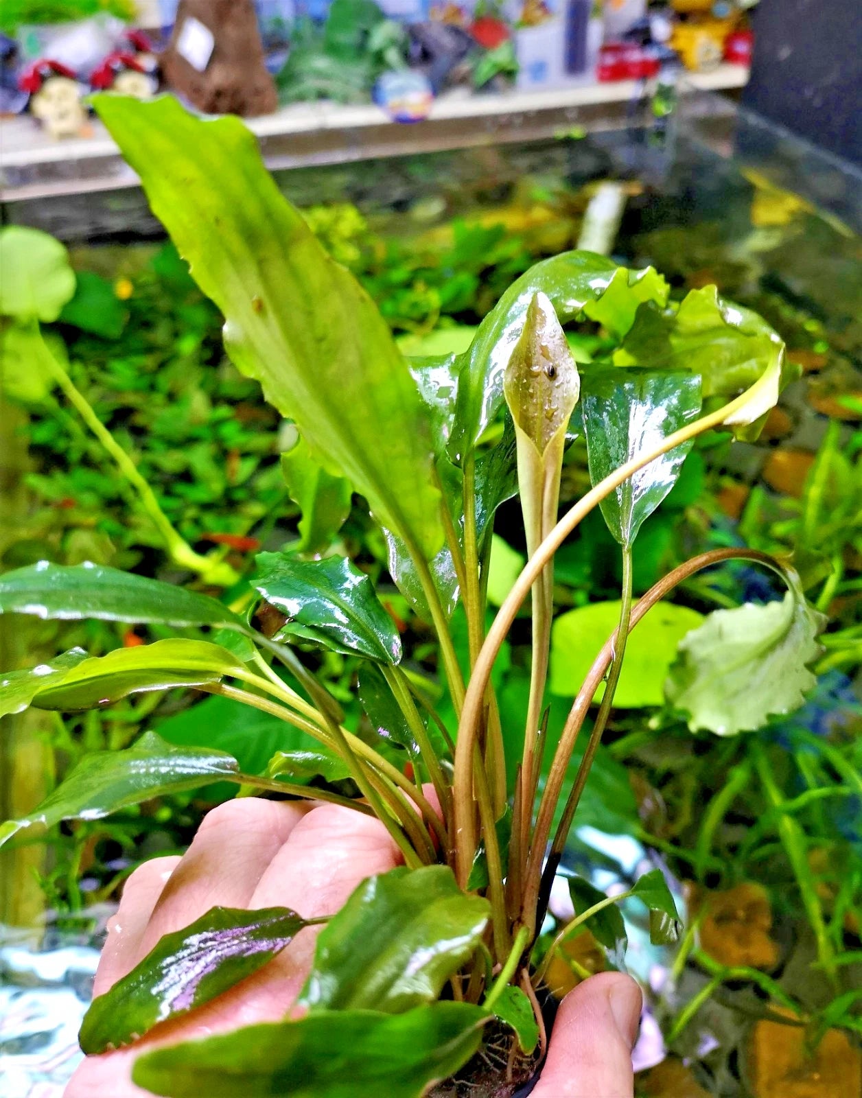 Lagenandra Keralensis Live Aquarium Plant Rare Tropical Aquatic Plant