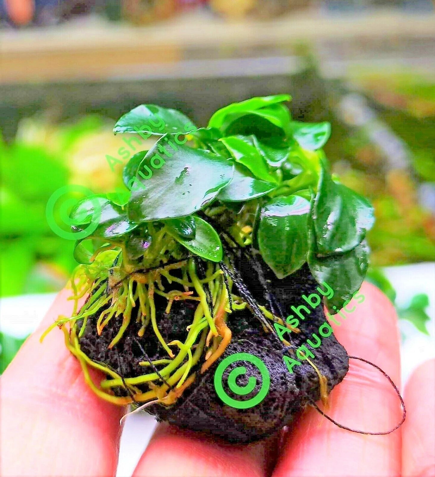 Live Aquarium Aquatic Plants ANUBIAS NANA PETITE on NANO Lava Rock shrimp safe