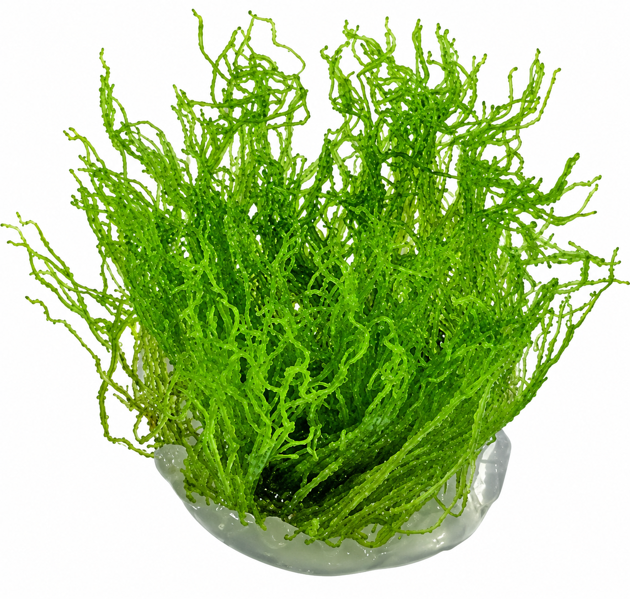 Taxiphyllum 'Flame Moss'