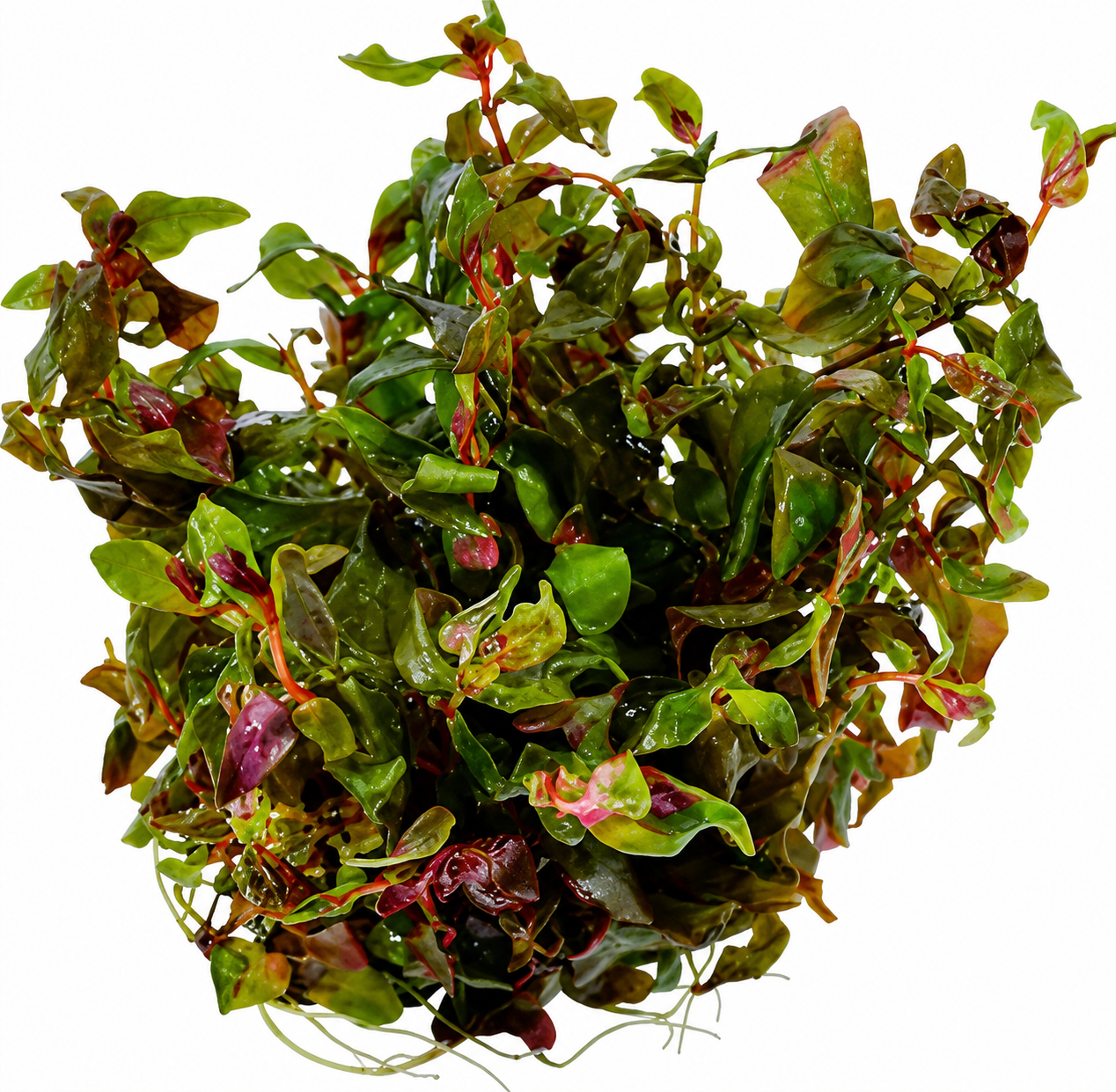 Rotala Macrandra Japan