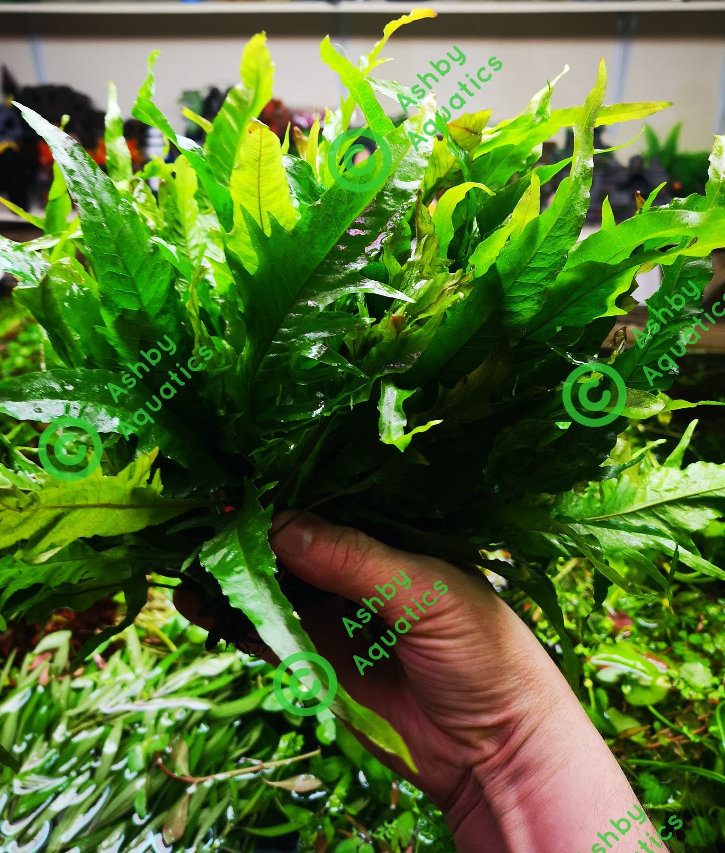 Java Fern Microsorum pteropus APC Sunrise Aquarium Plant Safe Safe Very Rare