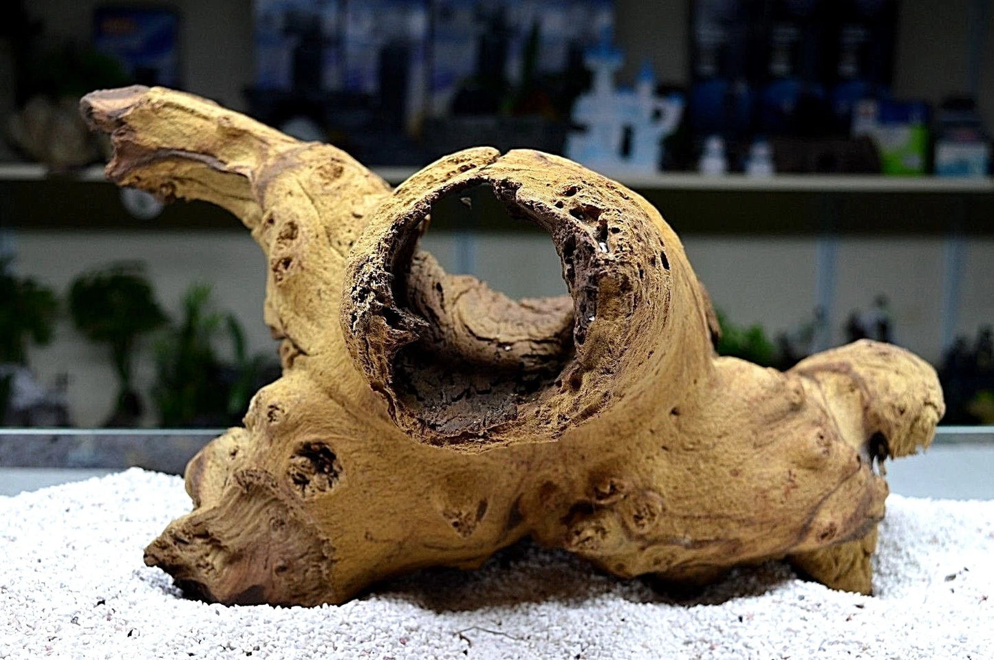 XL Mopani extra large x1 Aquarium vivarium aquascaping bogwood