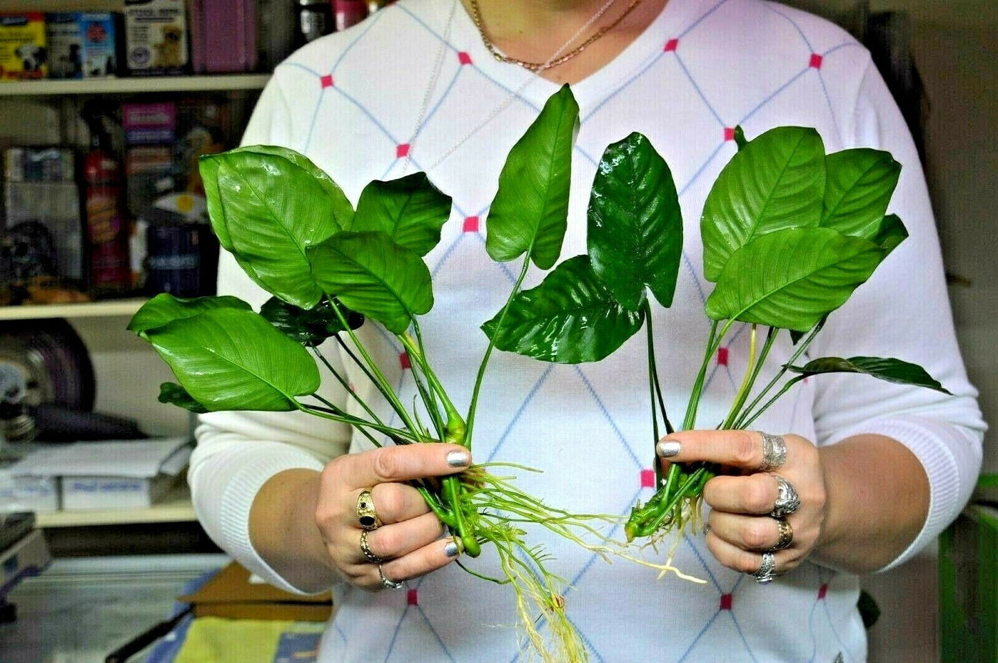 XL Anubias barteri Broad Leaf