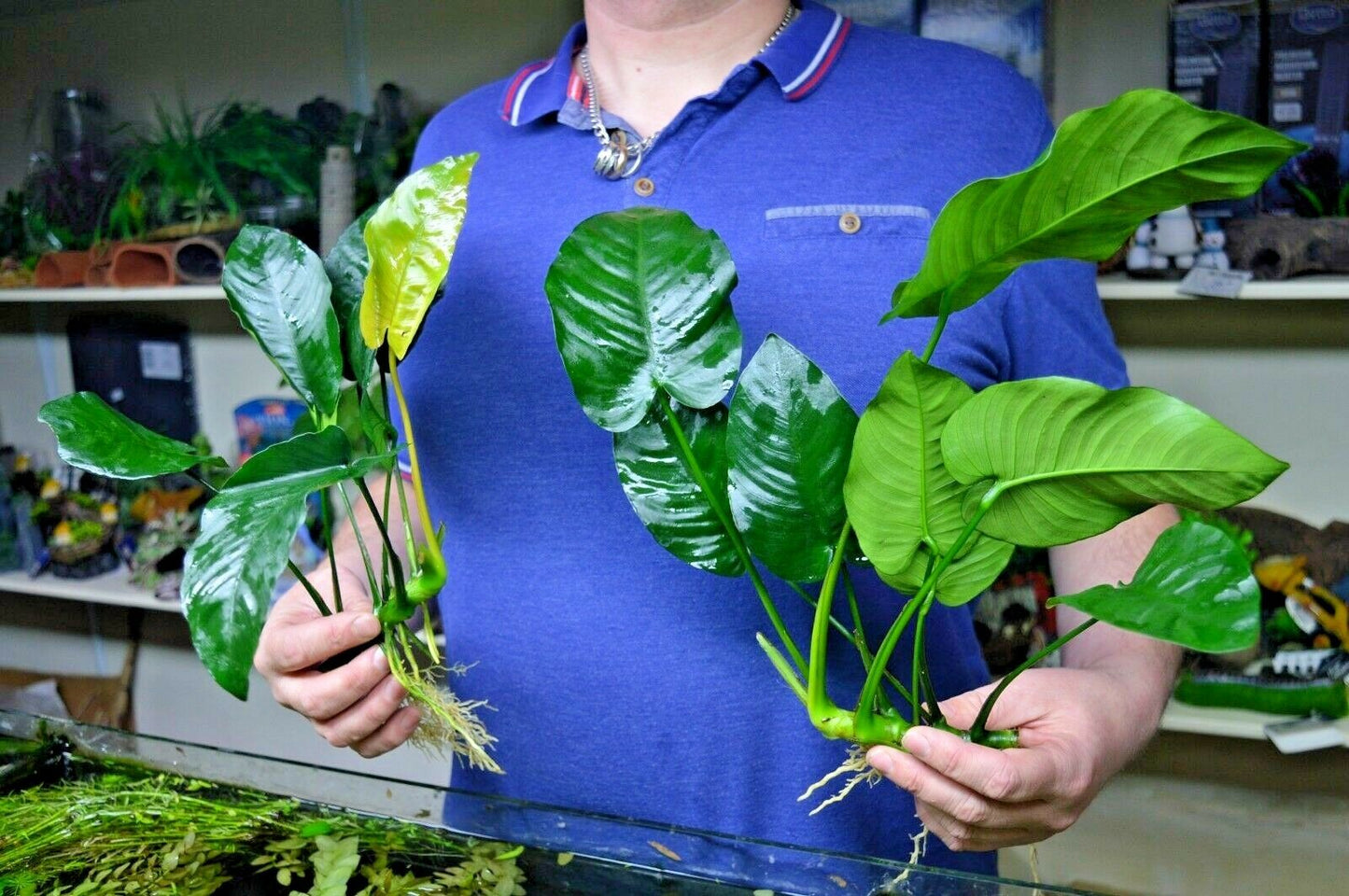 XL Anubias barteri Broad Leaf