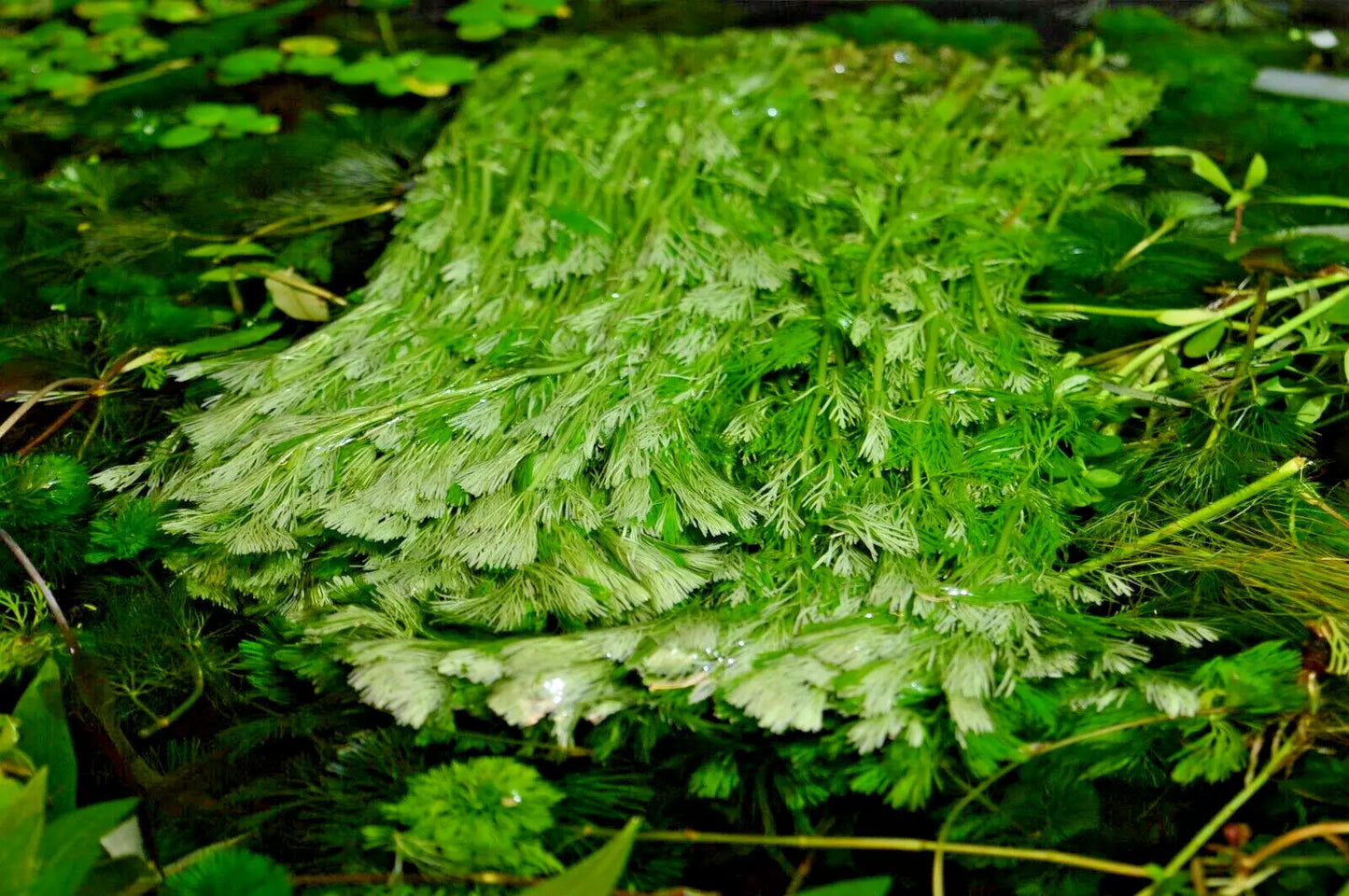 LIVE Tropical aquarium Plant MIX