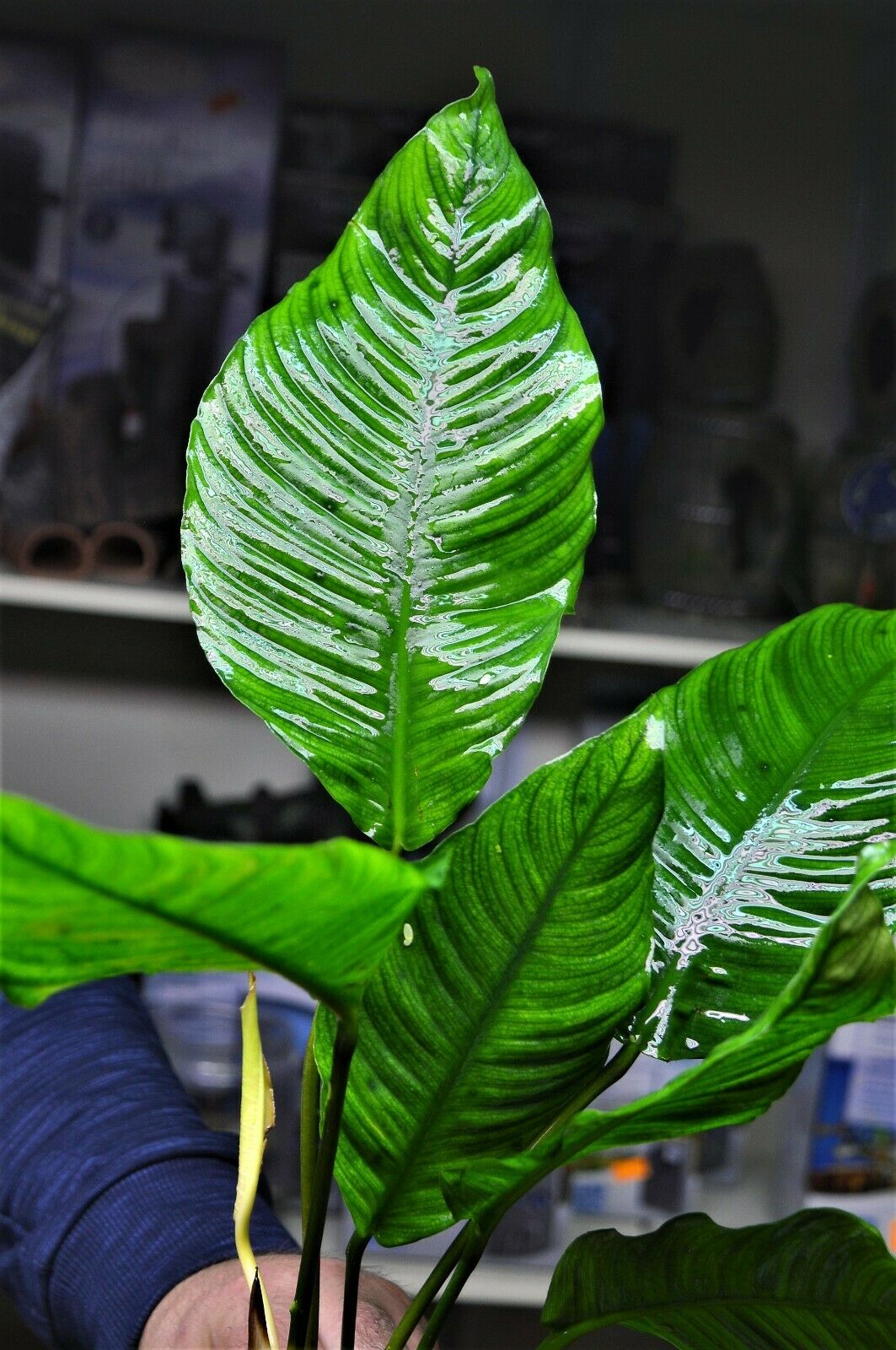 Extra Large Anubias heterophylla XL