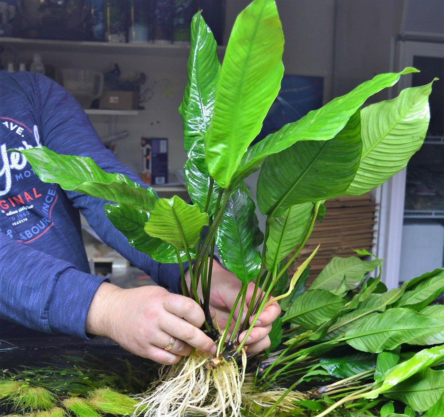 Extra Large Anubias heterophylla XL