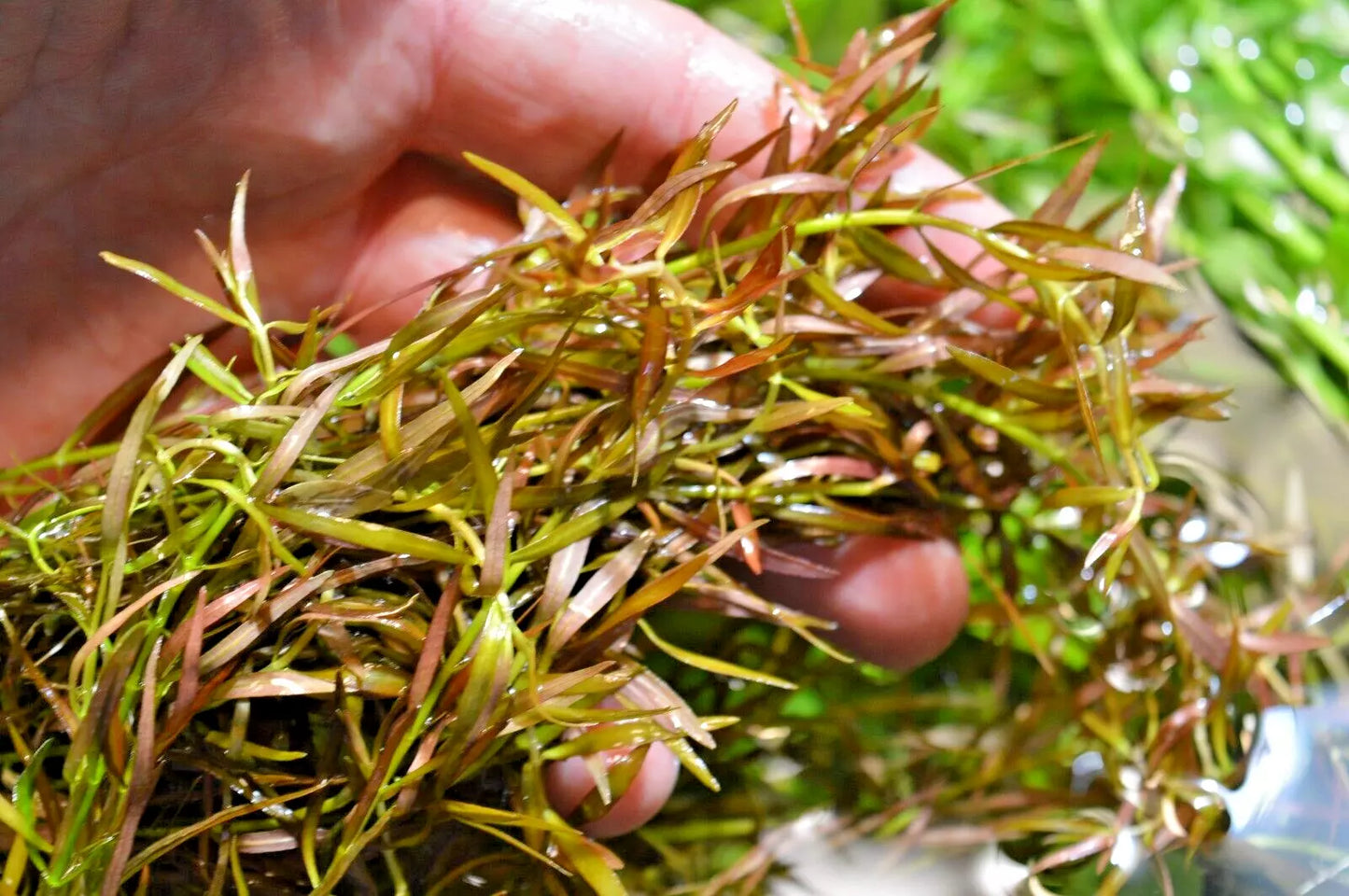 LIVE Tropical aquarium Plant MIX