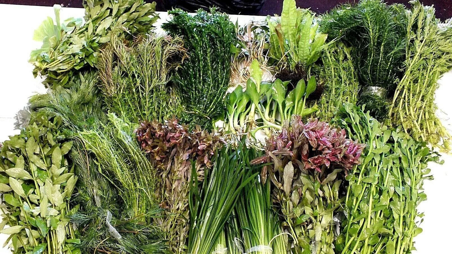 LIVE Tropical aquarium Plant MIX