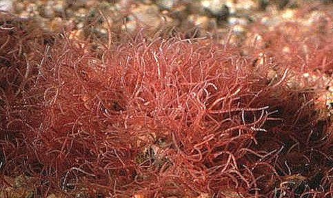 Red Tubifex worms, commonly used as live fish food.