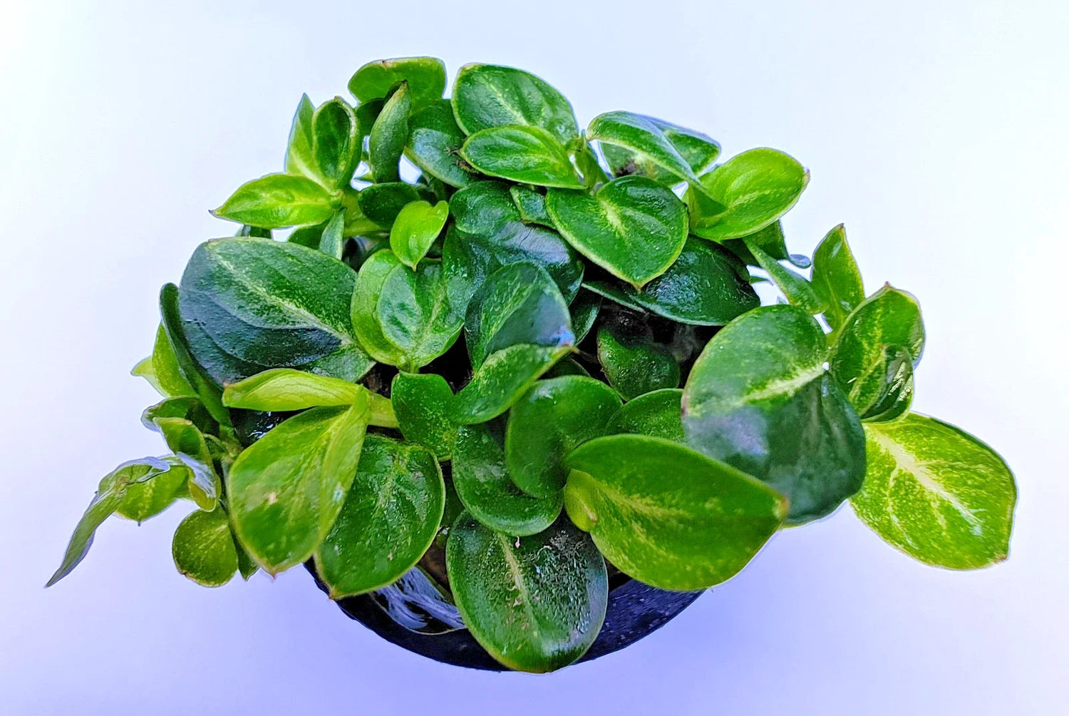 Potted Plants