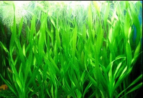 10 Vallisneria Torta (Twisted Vallis) Live Aquarium Aquatic Tropical Plant