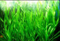 10 Vallisneria Torta (Twisted Vallis) Live Aquarium Aquatic Tropical Plant