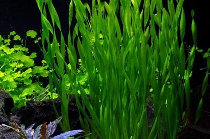 10 Vallisneria Torta (Twisted Vallis) Live Aquarium Aquatic Tropical Plant