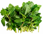 10 x Limnophila Rugosa Live Aquarium Plant Rare Tropical Stem Plant