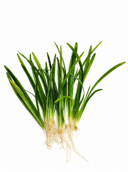 10 x Sagittaria Subulata Var. Pusilla Live Aquarium Plant Foreground Aquascape