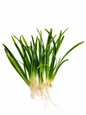 10 x Sagittaria Subulata Var. Pusilla Live Aquarium Plant Foreground Aquascape